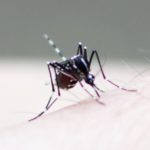 蚊を家の周りに増やさない対策方法は？