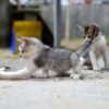 ネコ vs ネズミ 悪役はどっちか？