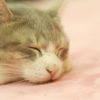 ゴキブリの足音が気になって眠れない？