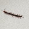 ムカデが出た時の対処方法  ゴキブリより迫力がある？
