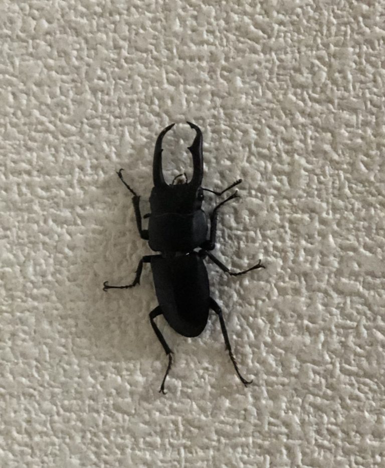 クワガタ